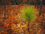 Longleaf Pine, Turkey Oaks and Ferns in a Bed of Fallen Autumn Leaves Near Lake Waccamaw Photographic Print by Raymond Gehman