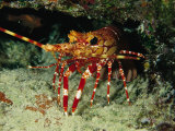 A Close View of a Lobster Near its Reef Home Photographic Print by Tim Laman