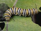 Monarch Butterfly Catepillar Feeds on a Leaf Photographic Print by George Grall