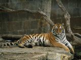A Siberian Tiger Rests in Her Outdoor Enclosure Photographic Print by Joel Sartore