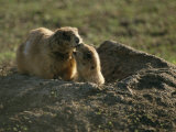 Two Prairie Dogs at the Entrance to Their Den Lámina fotográfica por Annie Griffiths Belt Two Prairie Dogs at the Entrance to Their Den Lámina fotográfica por Annie Griffiths Belt