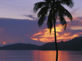 Palm Tree Silhouetted against Fiery Clouds and Sea at Sunrise Photographie par Mark Cosslett