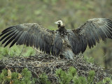 Cinereous Vulture Stretching its Wings in its Pine Tree Nest Photographic Print by Klaus Nigge