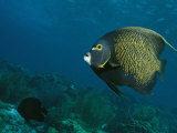 French Angelfish Swims over a Coral Reef Photographie par George Grall