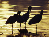 White Ibis, Near Tampa, FL Photographic Print by Elizabeth DeLaney