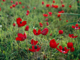 Wild Poppies Growing in a Turkish Field Photographie par Tim Laman