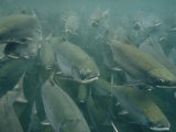A School of Salmon Migrating to Spawning Grounds Photographic Print by Klaus Nigge