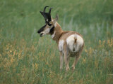Pronghorn in Buffalo Gap National Grassland Photographic Print by Annie Griffiths Belt
