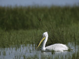 Eastern White Pelican Swimming Through Aquatic Grasses Photographic Print by Klaus Nigge