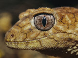 Close View of the Head of a Rough Knob-Tail Gecko Photographic Print by Jason Edwards