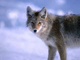 Coyote (Canis Latrans) in Winter, Yellowstone National Park, USA Photographic Print by Carol Polich