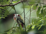 Many-Colored Fruit Dove Sitting on a Slender Tree Branch Photographic Print by Tim Laman
