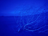 Blue Dunes, Mojave National Park Photographic Print by David Wasserman
