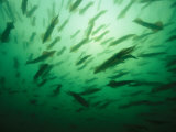 Hundreds of Longfin Inshore Squid Head to Cape Cod to Spawn in May Photographie par Brian J. Skerry