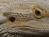 A Close View of the Head of a Central Bearded Dragon Photographic Print by Jason Edwards