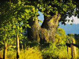 Tree Standing in Country Photographic Print
