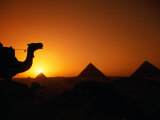 Camels and Pyramids at Sunset, Cairo, Egypt Photographic Print by Casey Mahaney