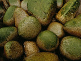 Close View of Moss-Covered Stones in Rain Photographic Print by Raymond Gehman