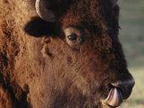 An American Bison Cleans its Nose with its Tongue Photographic Print by Annie Griffiths Belt