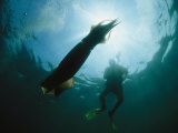 Diver Swimming near a Giant Or Humboldt Squid Photographic Print by Brian J. Skerry