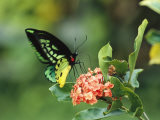Butterfly Perched on a Flower and Sipping Nectar Fotografie-Druck von Klaus Nigge
