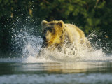 A Brown Bear Splashing in Water While Hunting Salmon Photographic Print by Klaus Nigge