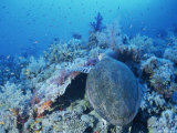A Turtle Swims over the Coral Reefs with Marine Life in the Red Sea Photographic Print by Peter Carsten