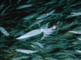 Hundreds of Longfin Inshore Squid Head to Cape Cod to Spawn in May Photographic Print by Brian J. Skerry