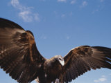 A Wedge-Tailed Eagle with Wings Outstretched Photographic Print by Jason Edwards