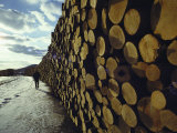 A Wall of Newly Delivered Spruce and Fir Logs Photographic Print by Ira Block