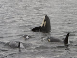 A Killer Whale Pod in Johnstone Strait Photographie par Ralph Lee Hopkins