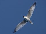 A Swallow Tailed Gull in Flight Photographic Print by Ralph Lee Hopkins