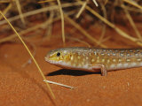 A Leopard Ctenotus Skink Resting in Red Desert Sand Photographic Print by Jason Edwards