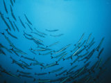 A Circling School of Barracuda in a Blue Sea Photographic Print by Wolcott Henry