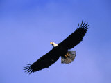 A Bald Eagle (Haliaeetus Leucocephalus) in Flight Near Homer, Alaska, Homer, USA Photographie par Mark Newman