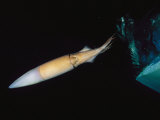 Giant Or Humboldt Squid Swimming by Jet Propulsion under a Boat Photographic Print by Brian J. Skerry