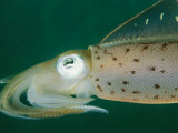 Close View of a Caribbean Reef Squid Photographic Print by Brian J. Skerry