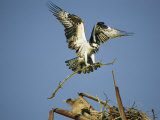 Osprey Landing in its Nest with a Piece of Building Material Photographic Print by Klaus Nigge