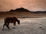 The Wild Horse of Mongolia Photographic Print by Olivier Cirendini