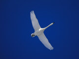 A Whooper Swan in Flight Photographic Print