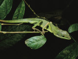 Lizard Crawling across Tree Branches Photographic Print by Tim Laman