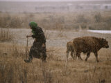 Mongolian Woman Checks on the Cattle Photographic Print by Gordon Wiltsie