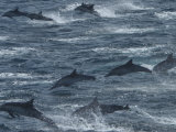 A Pod of Common Dolphins Leaping from the Water Photographic Print by Ralph Lee Hopkins
