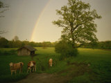 A Double Rainbow Arcs over a Field with Cattle Lámina fotográfica por Peter Carsten A Double Rainbow Arcs over a Field with Cattle Lámina fotográfica por Peter Carsten