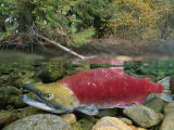 A Sockeye Salmon Spawns in the Shallow Water of the Adams River Photographie par Paul Nicklen