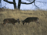 A Pair of White-Tailed Deer Bucks Butting Heads Photographic Print by Raymond Gehman