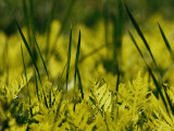 A Close View of Cattail Plants and Ferns Near the Susquehanna River Photographie par Raymond Gehman