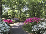 Azalea Way, Botanical Gardens, Bronx, NY Photographie par Lauree Feldman