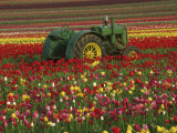 Tractor Parked in a Botanical Garden Stampa fotografica Tractor Parked in a Botanical Garden Stampa fotografica