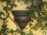 Plant Climbing on a Wall Photographic Print